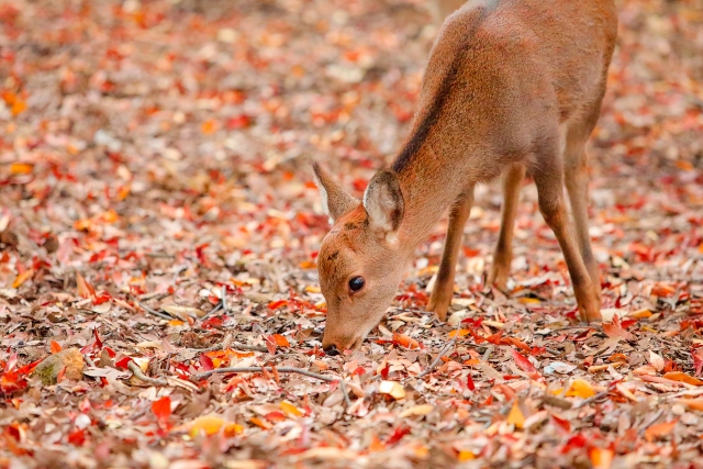 太子町テスト土地