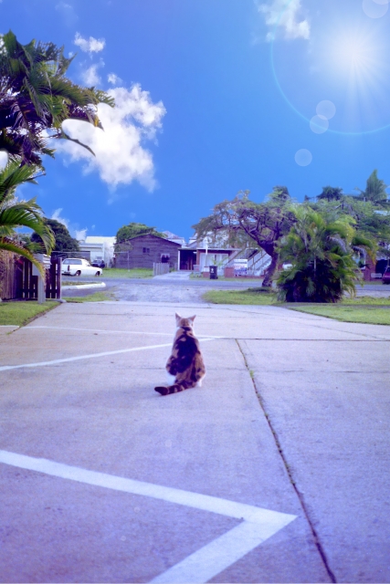 加古川市 テスト3_土地